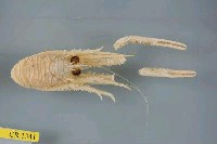 藏品(首頸刺鎧蝦)的圖片